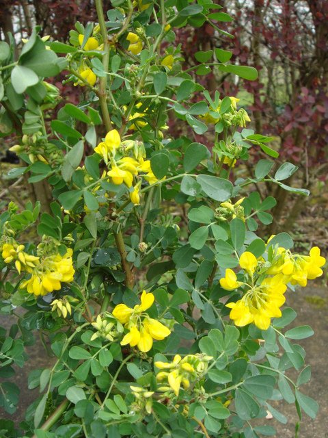 Coronilla valentina 'Glauca' P2C